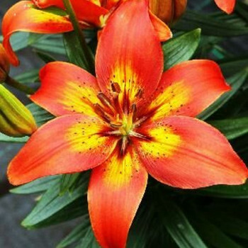  Лилия Бернинг Джой