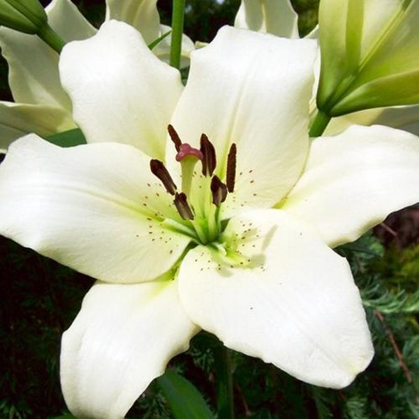  Лилия ЛА гибрид Ercolano (Эрколано)