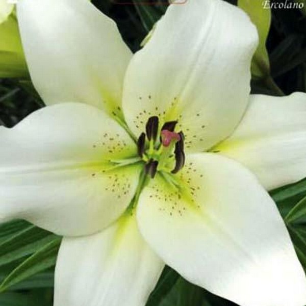  Лилия ЛА гибрид Ercolano (Эрколано)