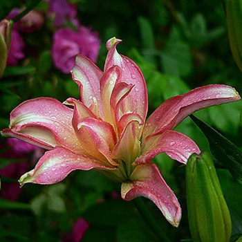  Лилия азиатская Aphrodite (Афродита)