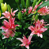  Лилия азиатская Aphrodite (Афродита)