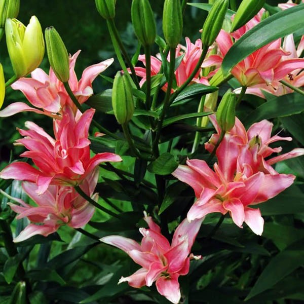  Лилия азиатская Aphrodite (Афродита)