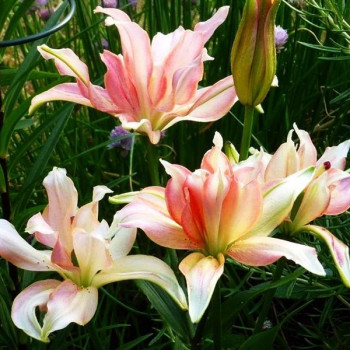  Лилия азиатская Aphrodite (Афродита)