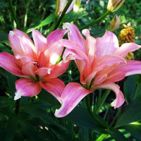  Лилия азиатская Aphrodite (Афродита)