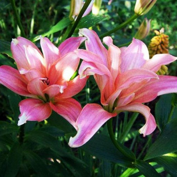  Лилия азиатская Aphrodite (Афродита)