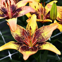  Лилия биколор азиатская Tribal Dance (Трибал Данс)
