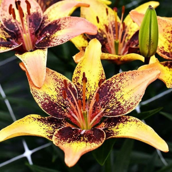  Лилия биколор азиатская Tribal Dance (Трибал Данс)