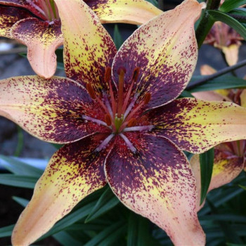  Лилия биколор азиатская Tribal Dance (Трибал Данс)