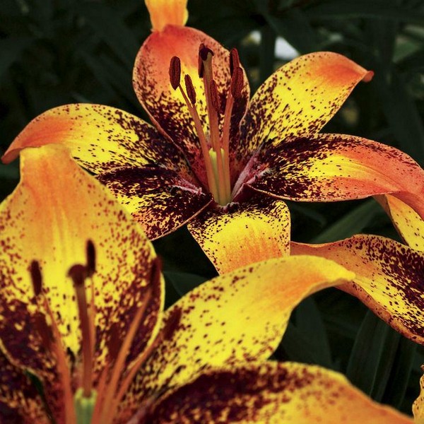  Лилия биколор азиатская Tribal Dance (Трибал Данс)