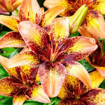  Лилия биколор азиатская Tribal Dance (Трибал Данс)