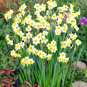 Нарцисс мини Минноу (в упаковке - 3шт.)