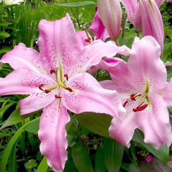  Лилия восточная Josephine (Жозефина)