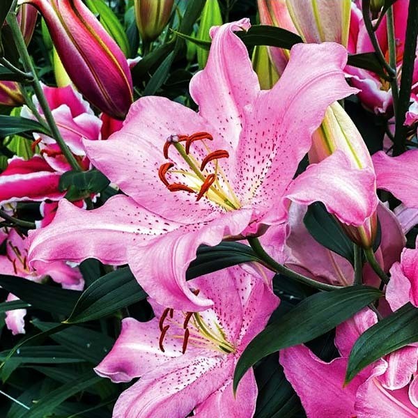  Лилия восточная Josephine (Жозефина)