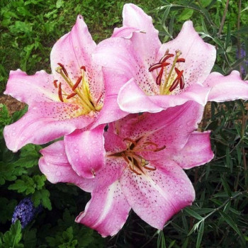  Лилия восточная Josephine (Жозефина)