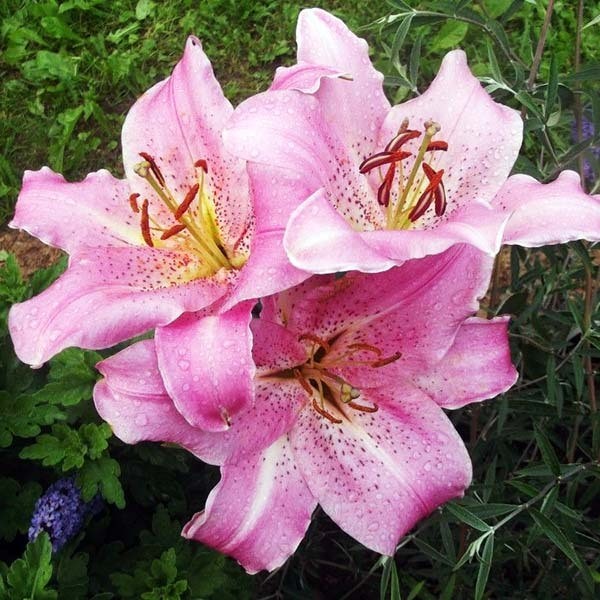  Лилия восточная Josephine (Жозефина)