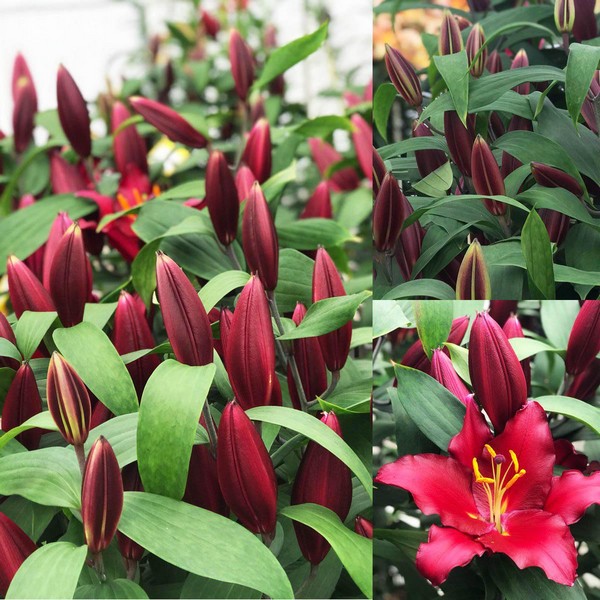  Лилия восточная Bombastic (Бомбастик)