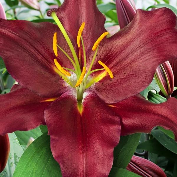  Лилия восточная Bombastic (Бомбастик)