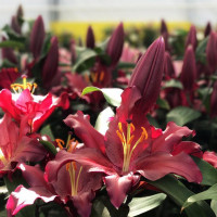  Лилия восточная Bombastic (Бомбастик)