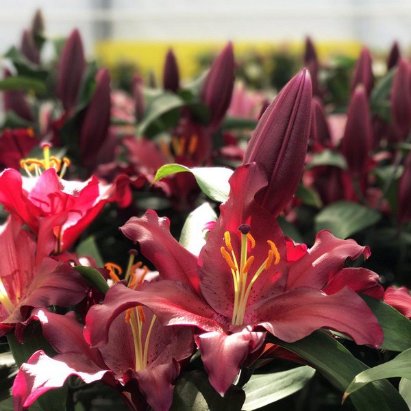  Лилия восточная Bombastic (Бомбастик)