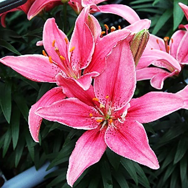  Лилия азиатская Pippa's Joy (Пиппаз Джой)