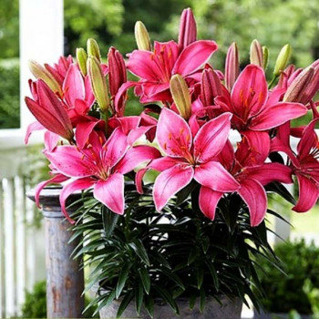  Лилия азиатская Pippa's Joy (Пиппаз Джой)