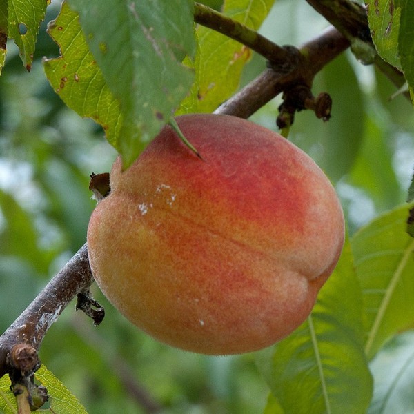 Саженцы Персик Орфей