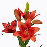  Лилия Brianza (Брианца)