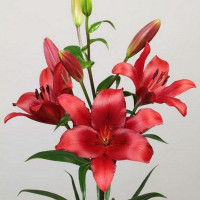  Лилия Brianza (Брианца)