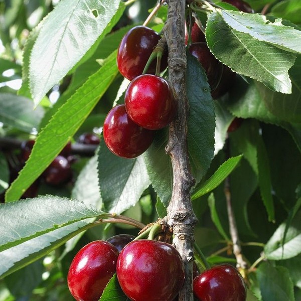 Саженцы Вишня Встреча