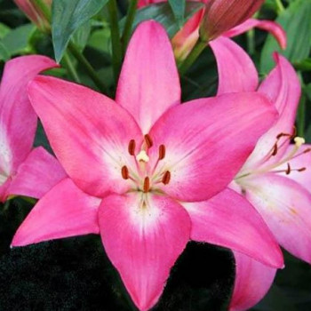  Лилия ЛА гибрид Arbatax (Арбатакс)