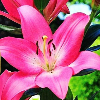  Лилия ЛА гибрид Arbatax (Арбатакс)