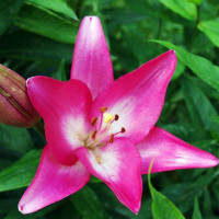  Лилия ЛА гибрид Arbatax (Арбатакс)