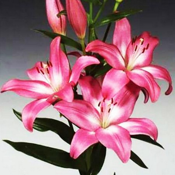  Лилия ЛА гибрид Arbatax (Арбатакс)