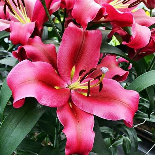  Лилия ОТ гибрид Redford (Рэдфорд)