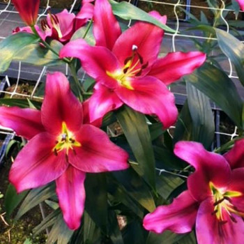  Лилия ОТ гибрид Redford (Рэдфорд)