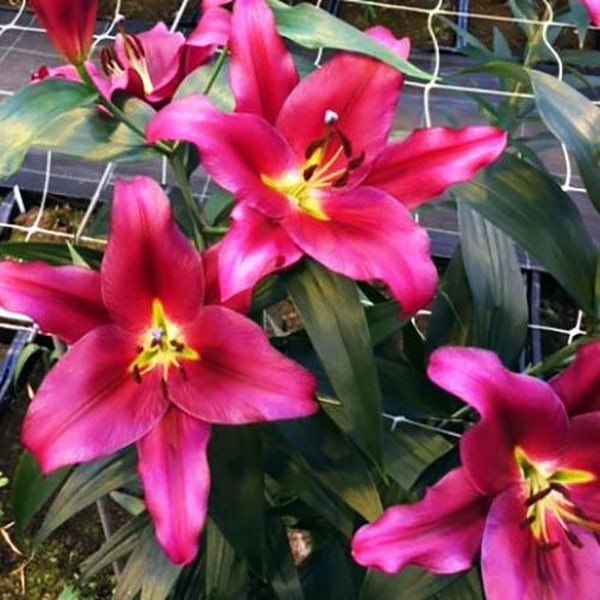  Лилия ОТ гибрид Redford (Рэдфорд)