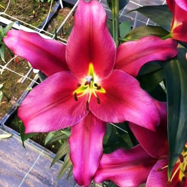  Лилия ОТ гибрид Redford (Рэдфорд)