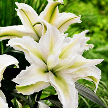  Лилия восточная Roselily Aisha (Розели Аиша)