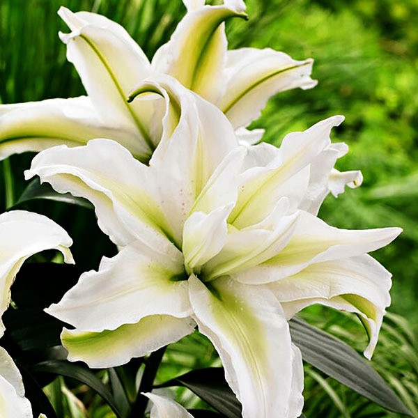  Лилия восточная Roselily Aisha (Розели Аиша)