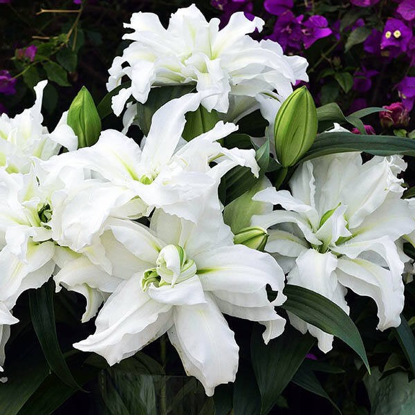  Лилия восточная Roselily Aisha (Розели Аиша)