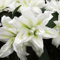  Лилия восточная Roselily Aisha (Розели Аиша)