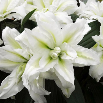  Лилия восточная Roselily Aisha (Розели Аиша)