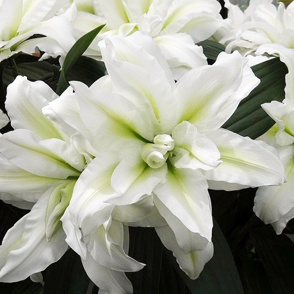  Лилия восточная Roselily Aisha (Розели Аиша)