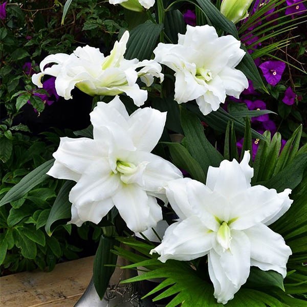  Лилия восточная Roselily Aisha (Розели Аиша)