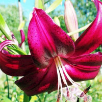  Лилия тигровая Purple Marble (Пурпл Марбл)