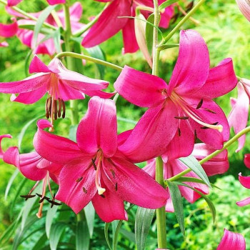  Лилия тигровая Purple Marble (Пурпл Марбл)