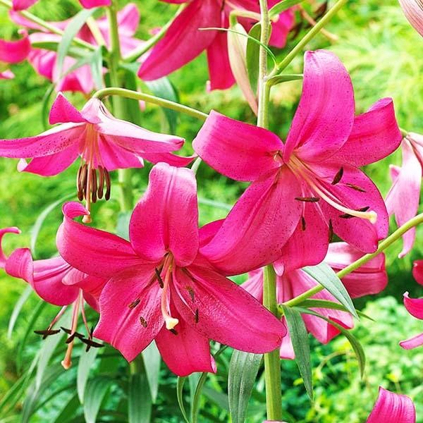  Лилия тигровая Purple Marble (Пурпл Марбл)