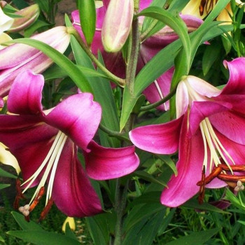  Лилия тигровая Purple Marble (Пурпл Марбл)