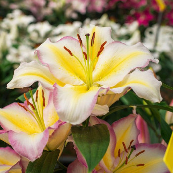  Лилия восточная Captain Tricolor (Капитан Триколор)