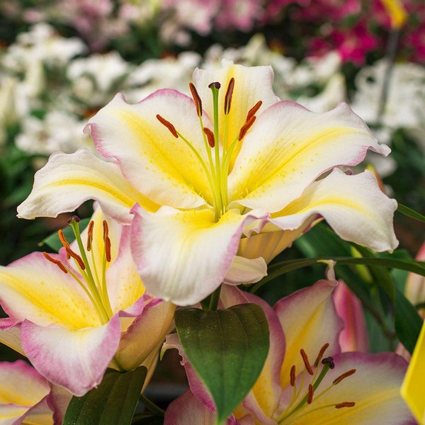  Лилия восточная Captain Tricolor (Капитан Триколор)